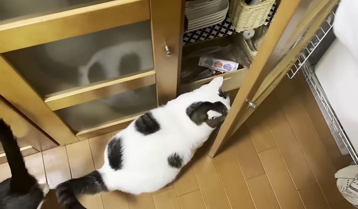 戸棚を覗く猫