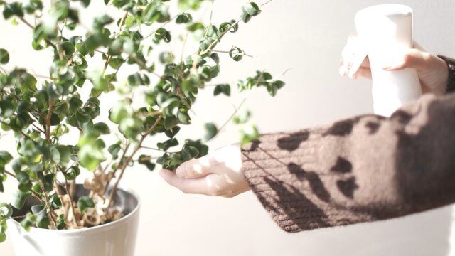 季節の花や緑に癒される