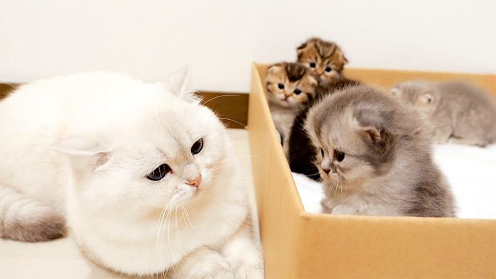 子猫が気になる父猫