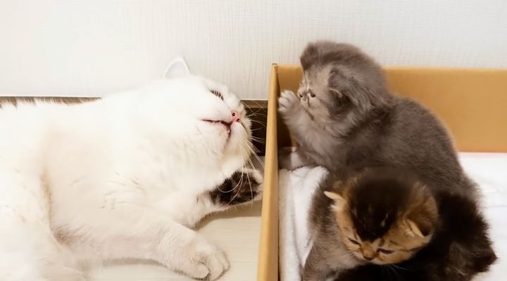 子猫の相手をする父猫