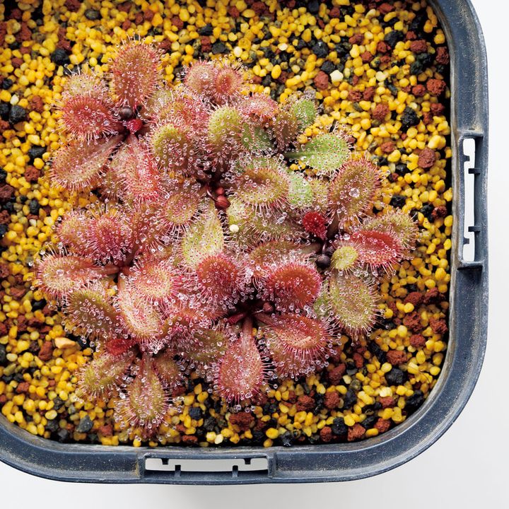 ドロセラ ブラウニアナ