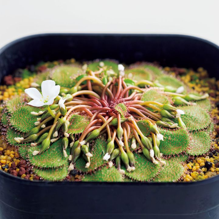 ドロセラ ローリー