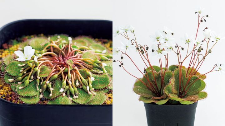 ドロセラ ローリー、ドロセラ マクロフィラ