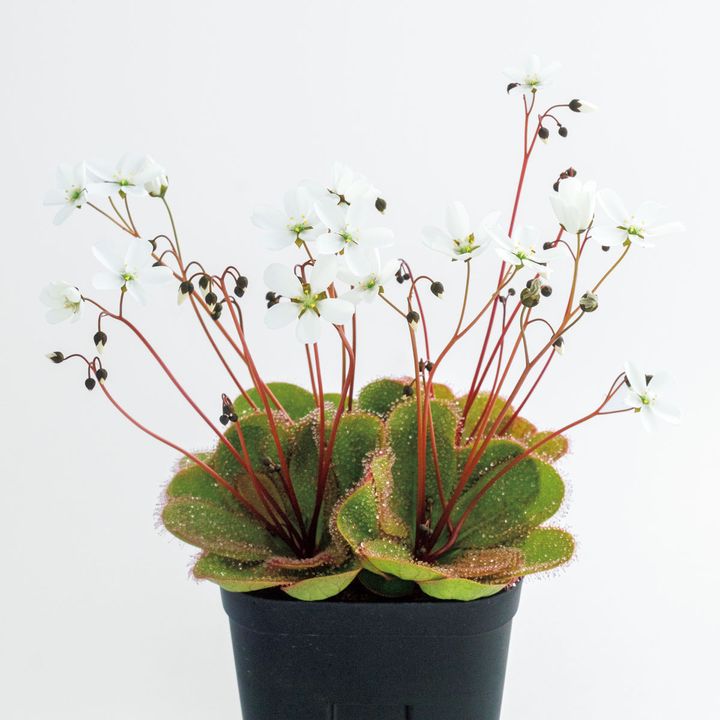 ドロセラ マクロフィラ