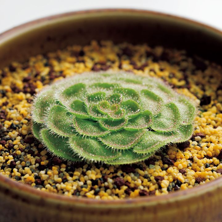 ドロセラ ゾナリア