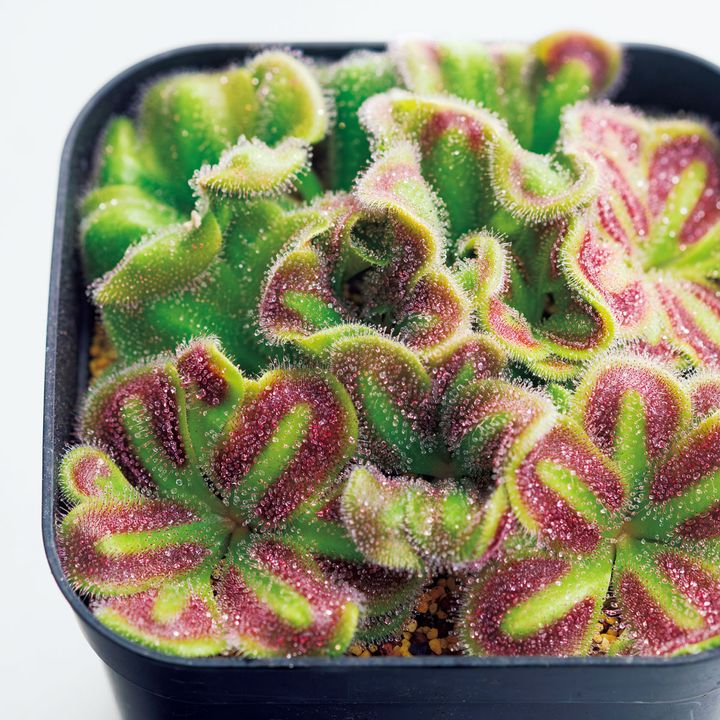 ドロセラ スカモサ