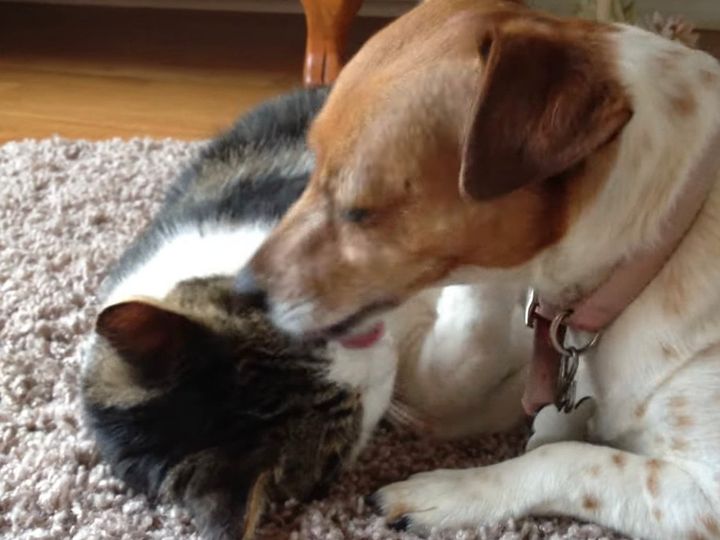 ペロペロが止まらない！