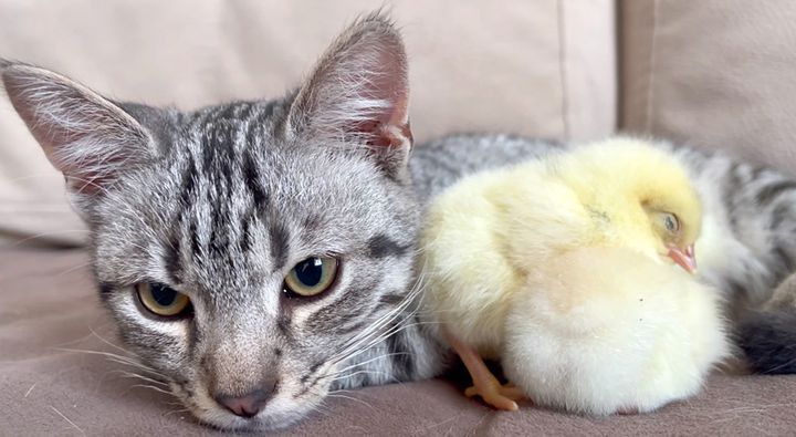 子猫に寄り添って眠るヒヨコ達