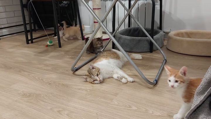 前線で保護され安らぐ猫親子、子猫元気で母ちゃんヘトヘト