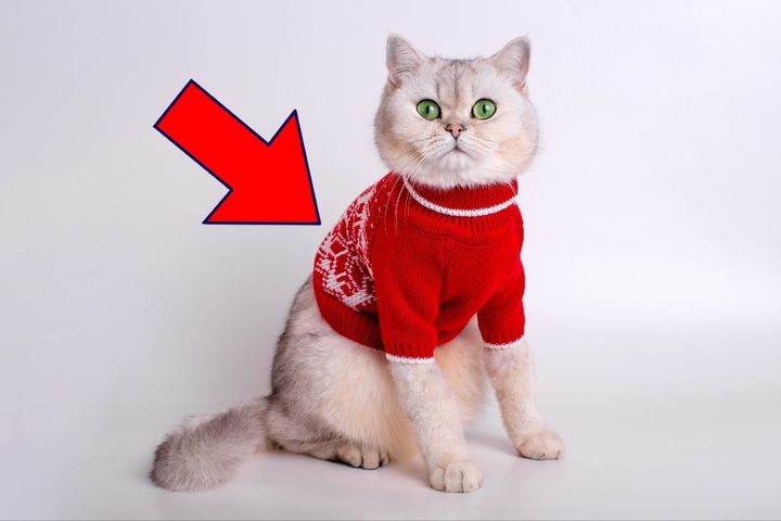 「猫に服を着せる」問題、獣医師の回答は…