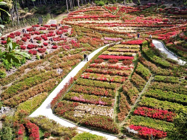 久留米ツツジ園