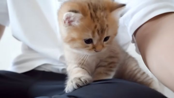 飼い主さんに慰めてもらう子猫