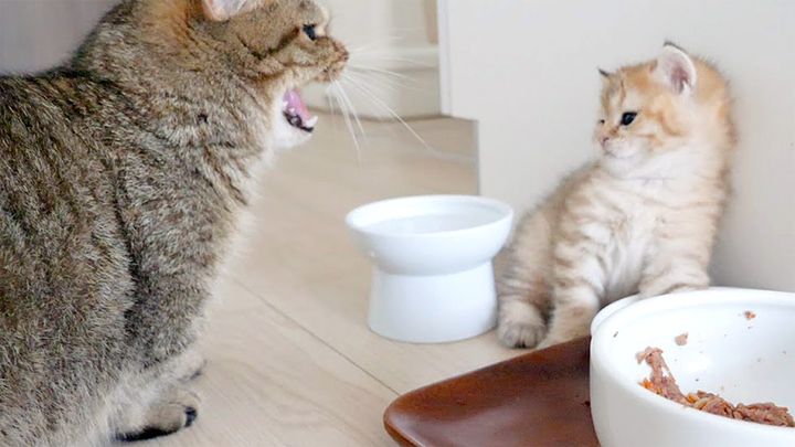 叔母猫に教育的指導を受ける子猫