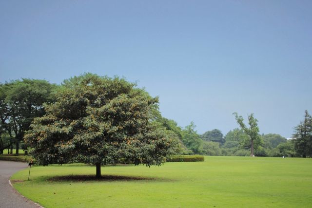あなたに訪れる幸運とそのサインを診断する4択心理テスト 大きな木や公園