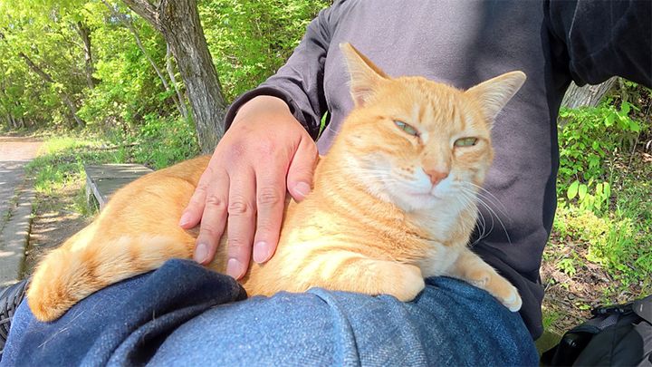 膝の上で撫でられる猫