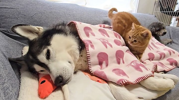 具合が悪い犬を心配する子猫