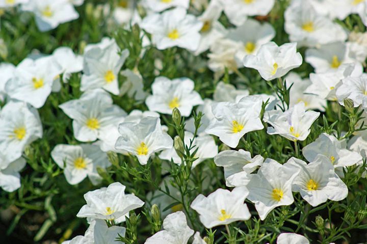 ニーレンベルギア