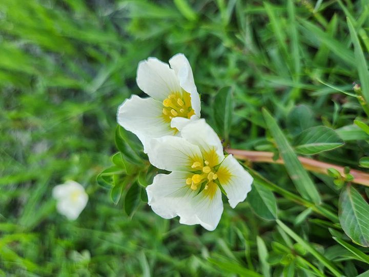 ニーレンベルギア