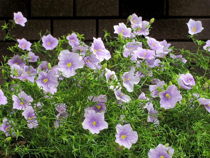 ニーレンベルギア