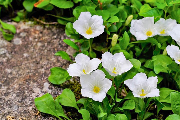 ニーレンベルギア・レペンス（ギンパイソウ） Nierembergia repens