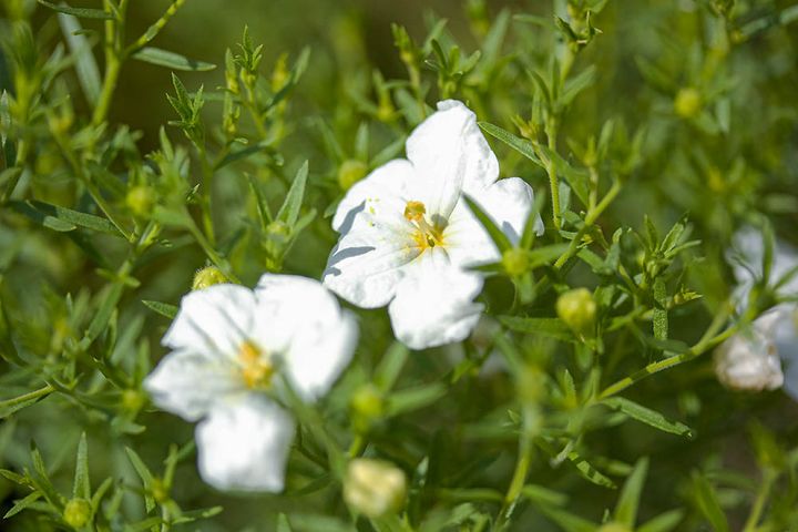 ニーレンベルギア