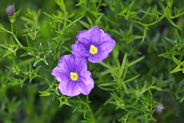ニーレンベルギア・セルレア ‘パープル・ローブ’ Nierembergia caerulea ‘Purple Robe’