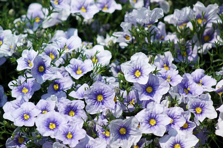 「オーガスタ」シリーズ Nierembergia Augusta Series