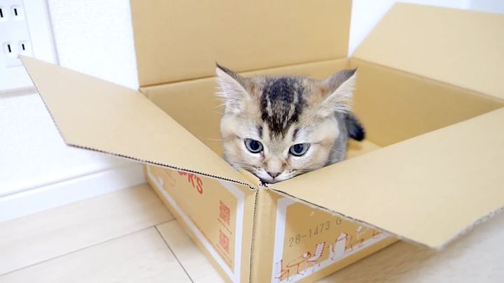 ダンボール箱に満足する子猫