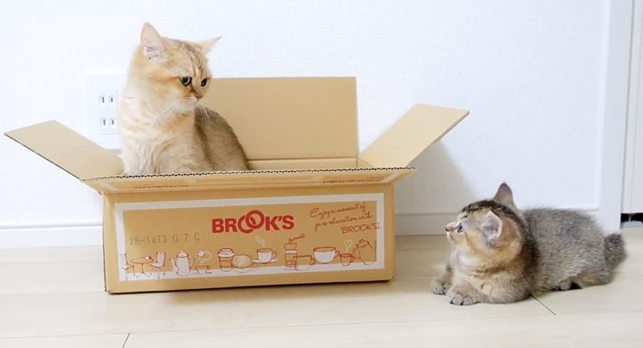 ダンボール箱が気になる子猫