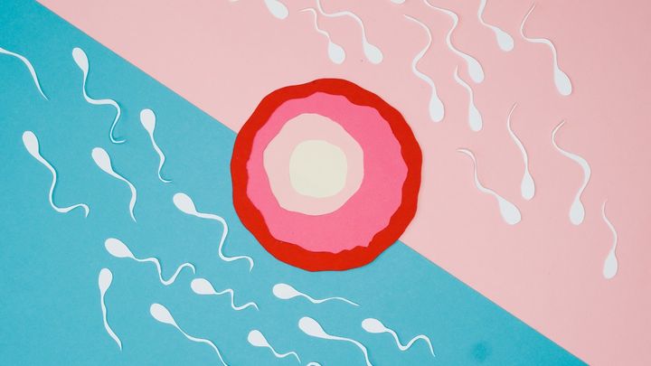 精子の温度スイッチは不妊治療に応用できる