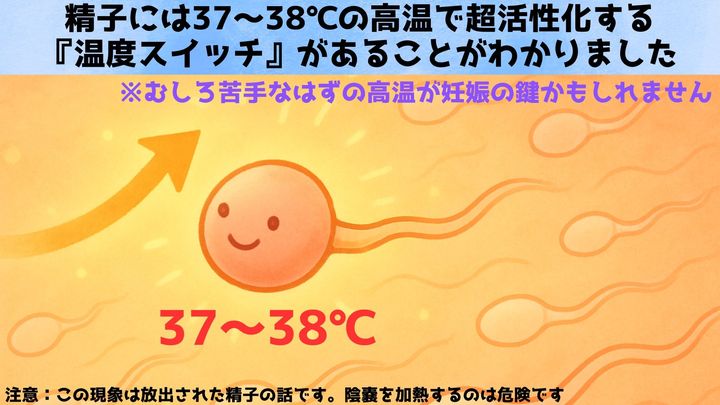 精子には38℃で活性化する『温度スイッチ』があると判明：妊娠の鍵か？