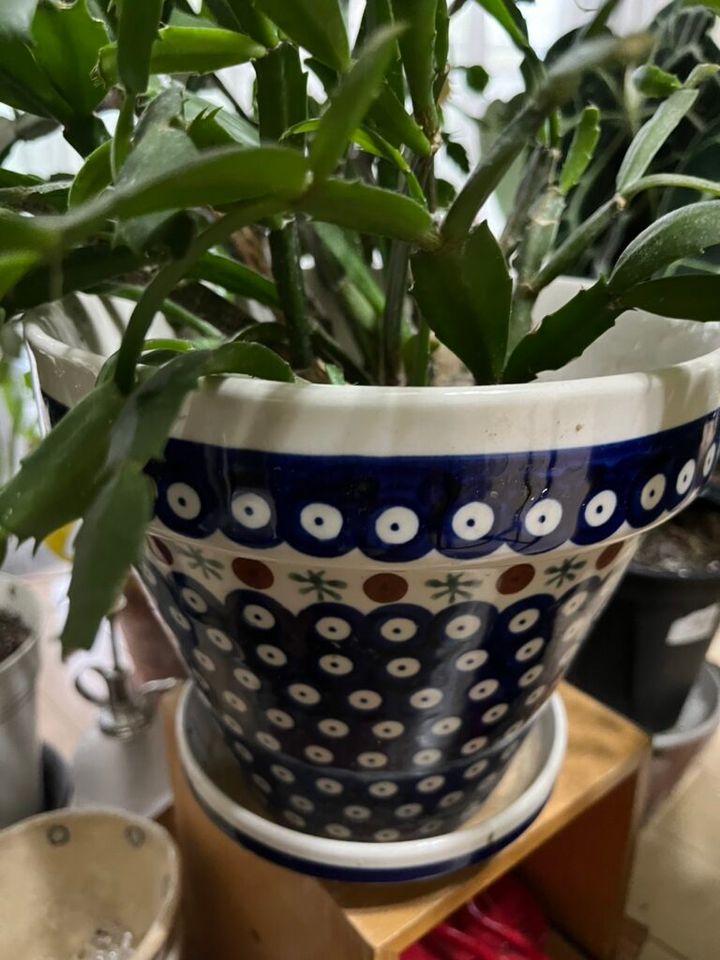 植木鉢に使用しているポーリッシュポタリー