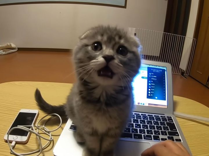 こんな表情でアピールされたら…！