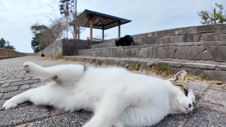 ゴロンと転がる猫