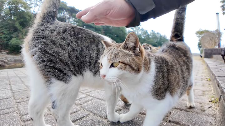 猫の集会に集まってきた猫達