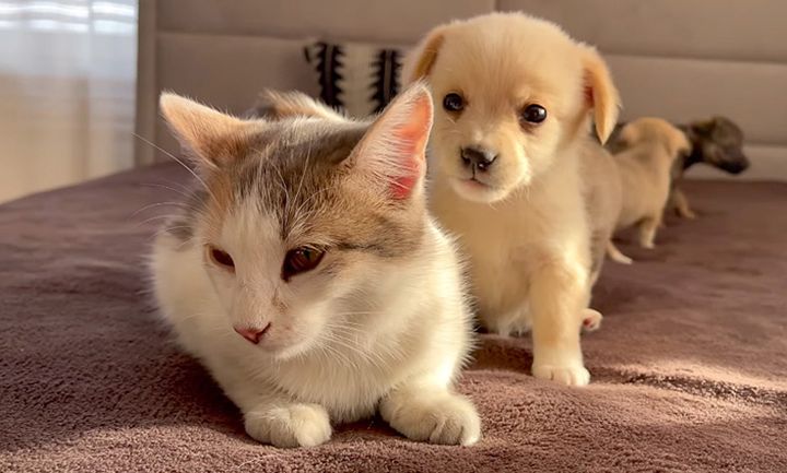 猫が気になる子犬