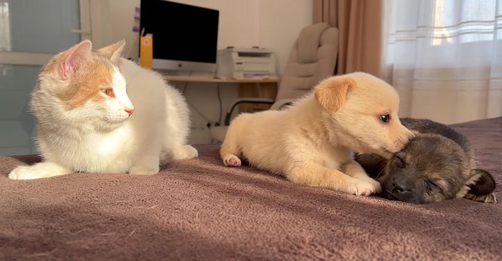 子犬達が気になる猫