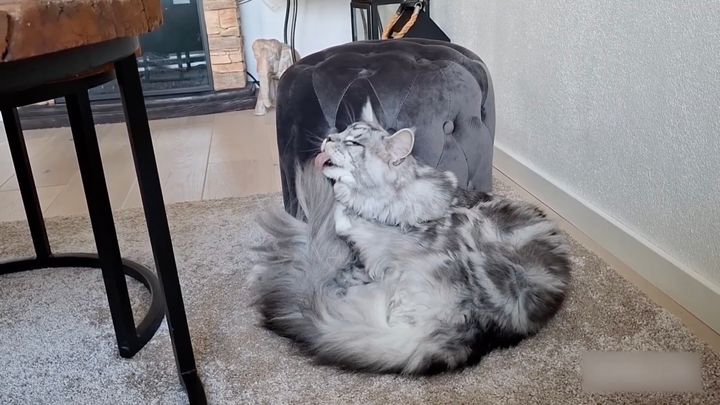 みずからのシッポを舌で毛づくろい、毛が長すぎて困惑する猫