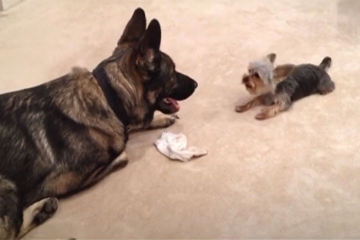 体格的には圧倒的不利なヨーキー。と思いきや…？