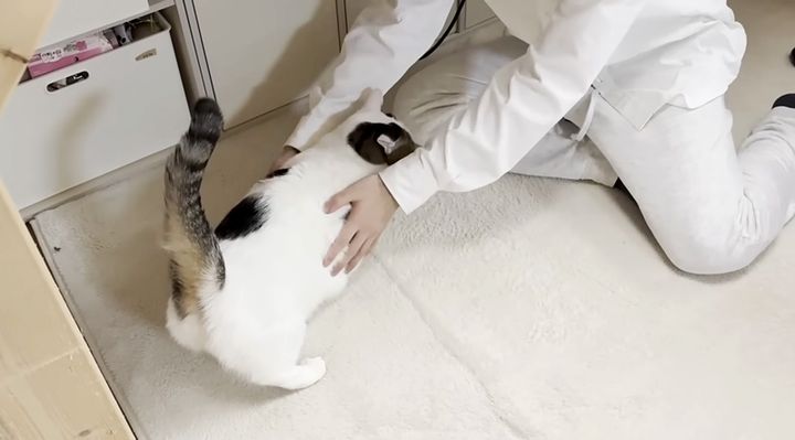 転がされたい猫