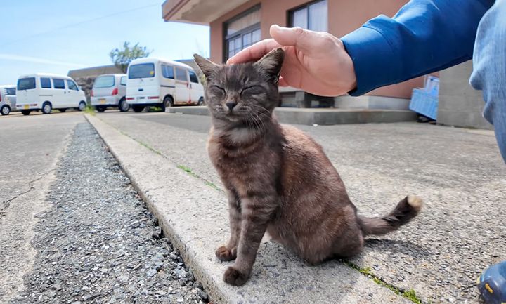 ナデナデされる猫