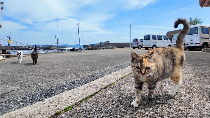 集まってきた漁港の猫達
