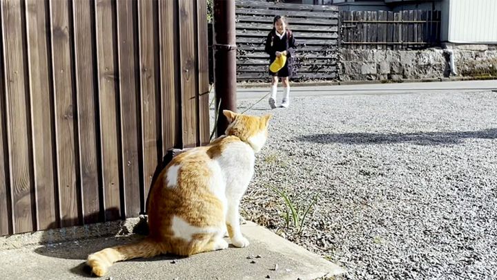 お姉ちゃんをお出迎えする猫