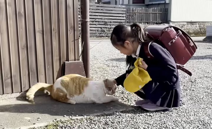 撫でられる猫