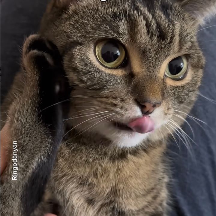 飼い主に肉球プッシュされた猫、舌出しリンリン電話を掛ける