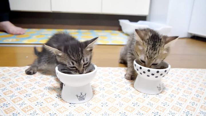 ご飯を食べる子猫達
