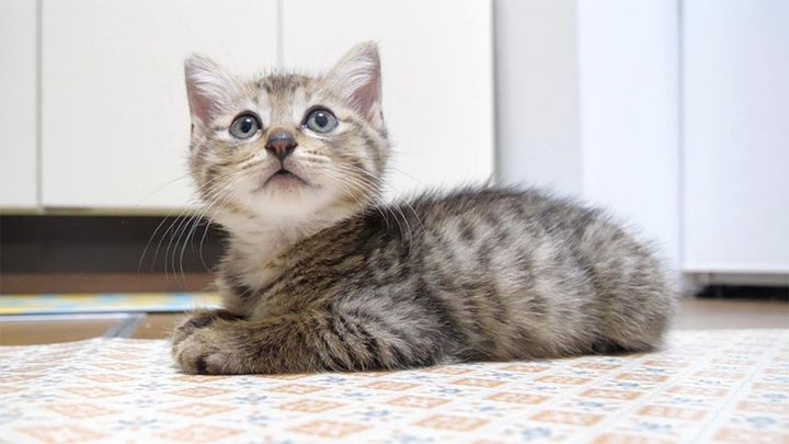 見上げる子猫