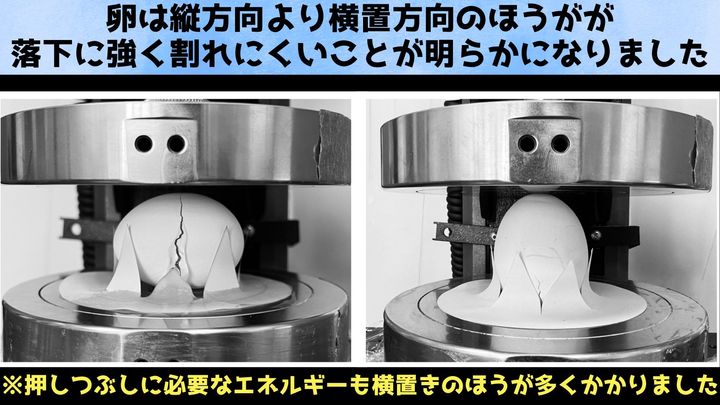 卵は横向きで落ちるとむしろ割れにくくなると判明：MIT最新研究が常識を覆す