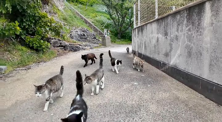 猫の集会が終わって帰る猫達