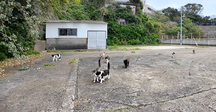 猫の集会が終わって帰る猫達